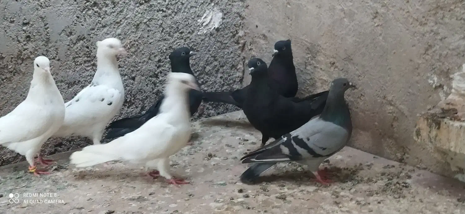 کبوتر سفید و سیاه|پرنده|خورموج, |دیوار