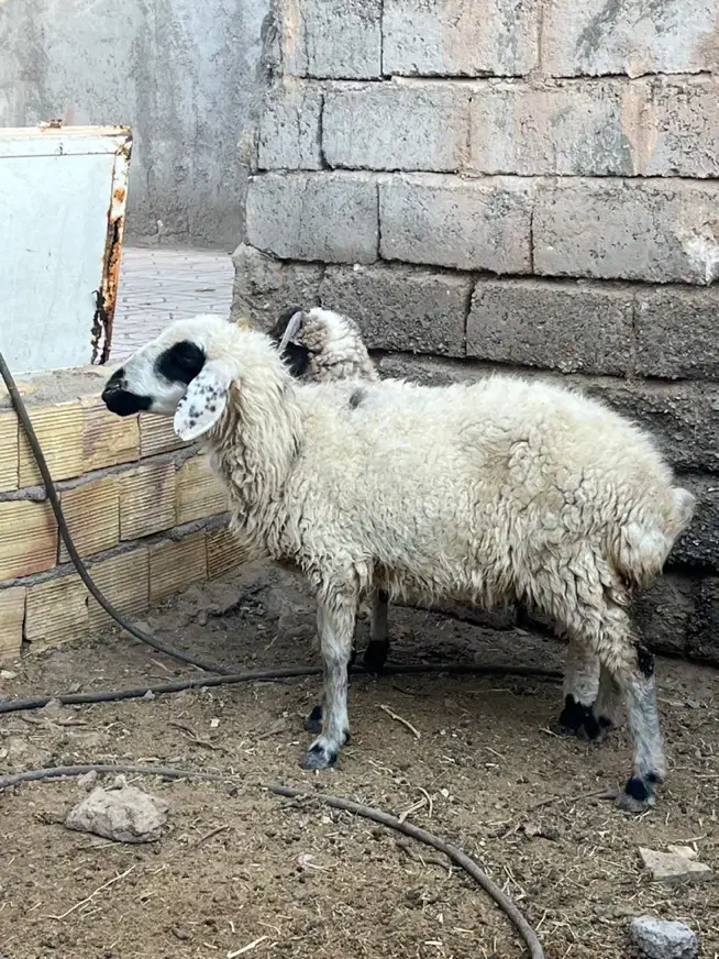 میش|حیوانات مزرعه|سیرجان, |دیوار