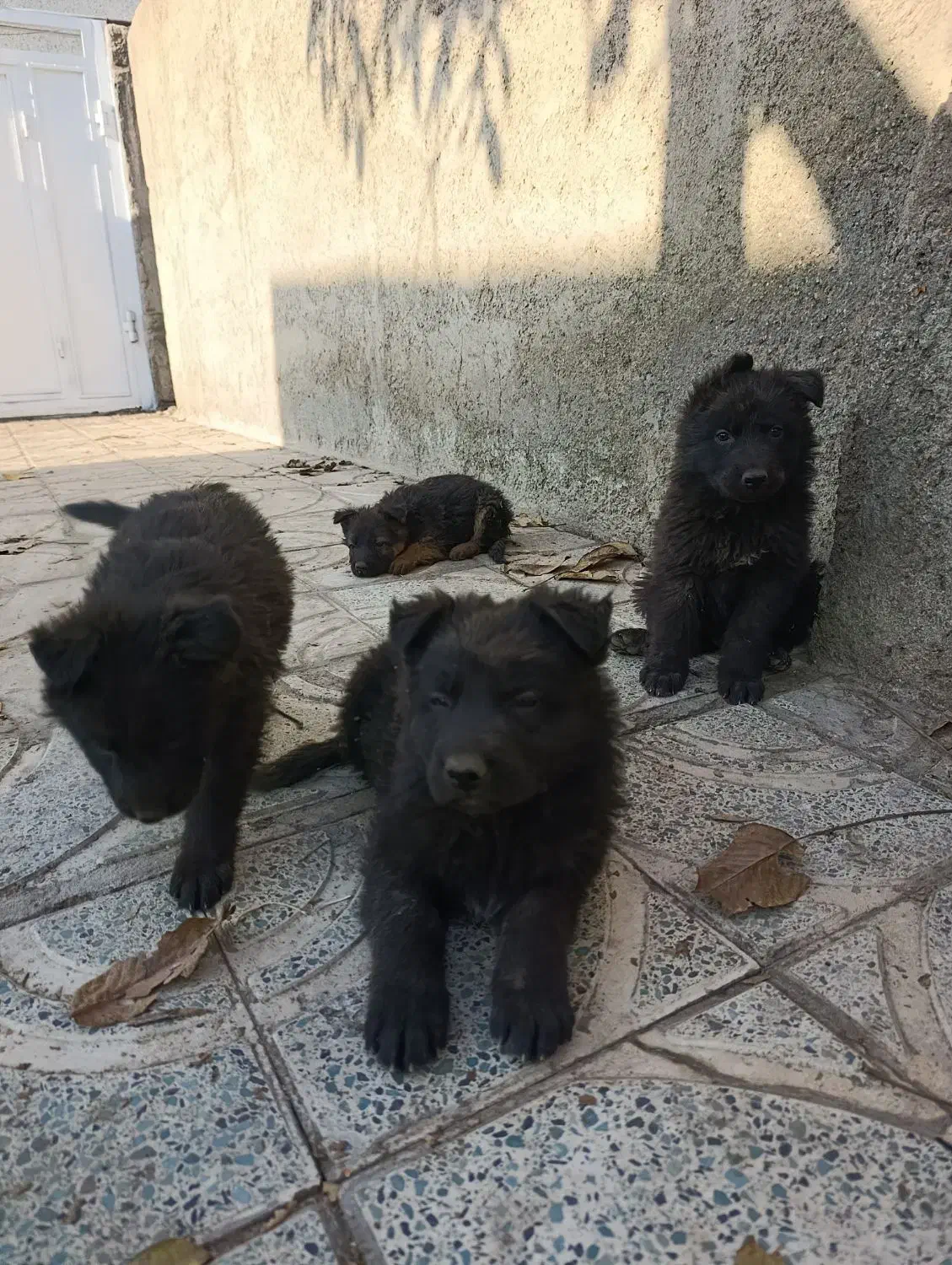 توله ژرمن موبلندبلک و دورنگ|سگ|هشتگرد, هشتگرد قدیم|دیوار