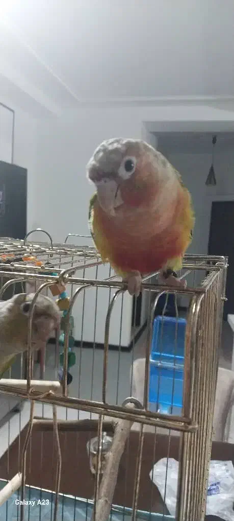 طوطی گرینچیک|پرنده|احمدآبادمستوفی, |دیوار