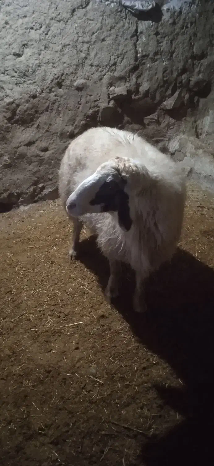 ورن|حیوانات مزرعه|کوزران, |دیوار