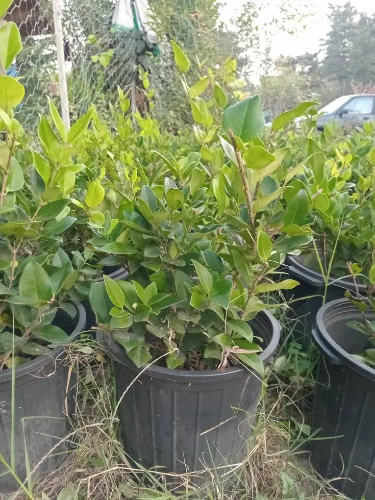 فوتونیا یاس|گل و گیاه طبیعی|کلاچای, |دیوار