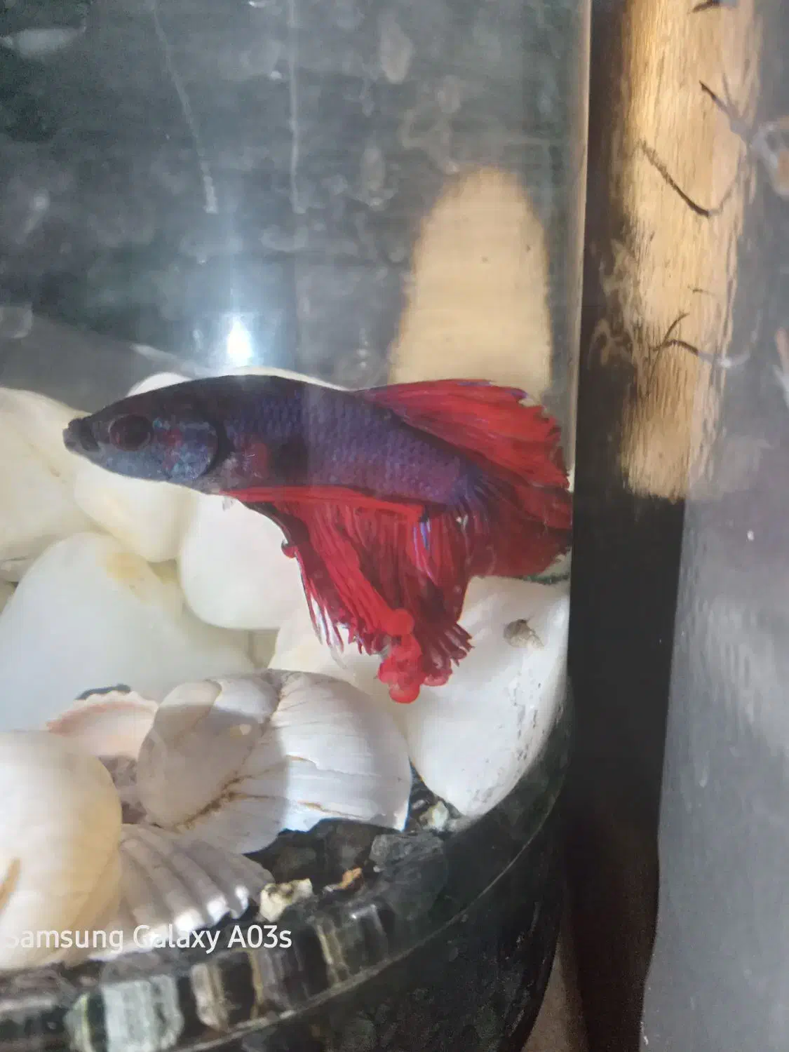 ماهی فایتر|ماهی|کرمانشاه, |دیوار