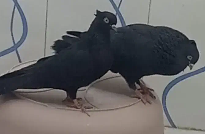 زاغ آبادانی گمشده|حیوانات|مشکین‌دشت, |دیوار