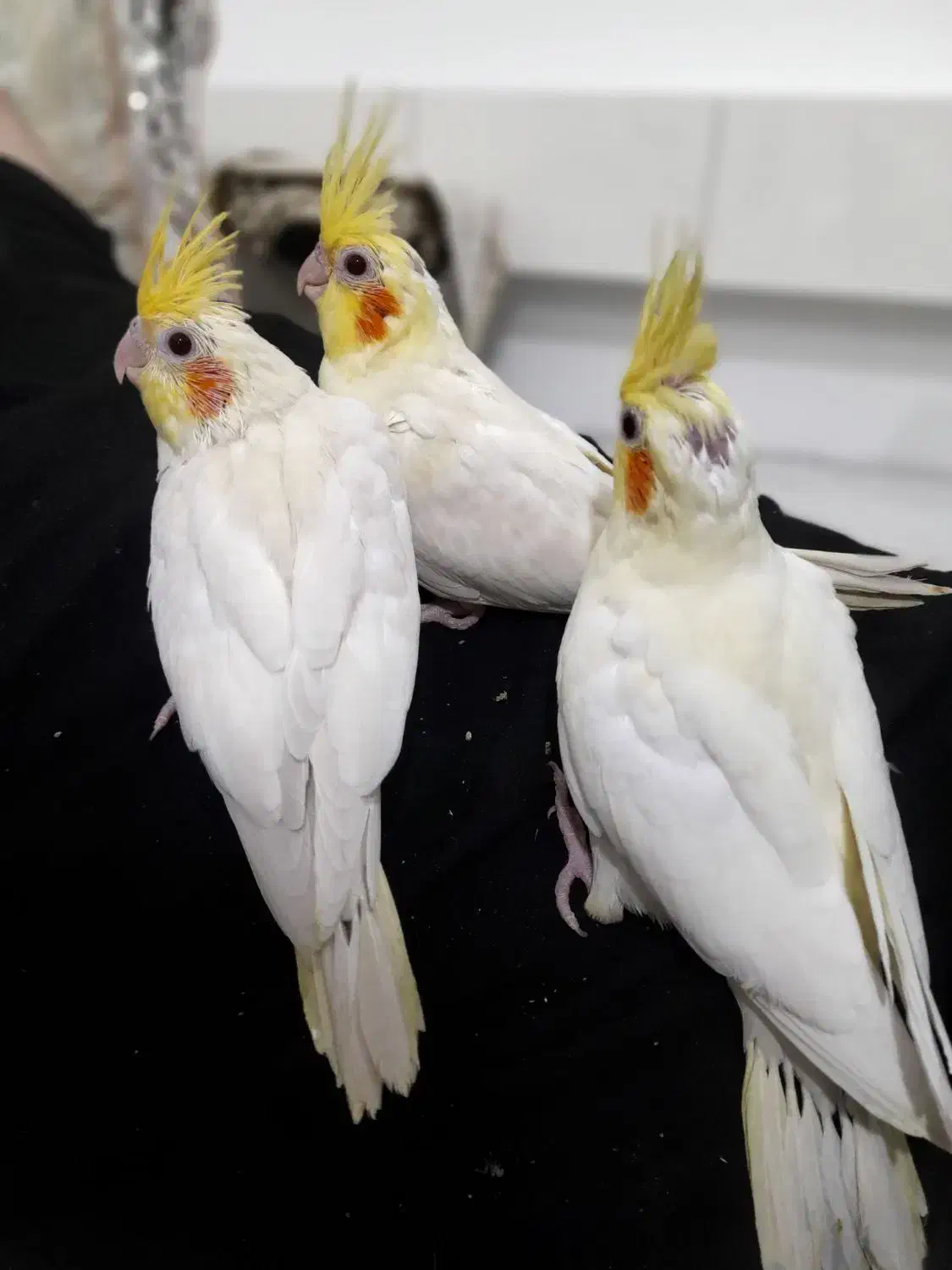 جوجه عروس هلندی|پرنده|خرمآباد (تنکابن), |دیوار