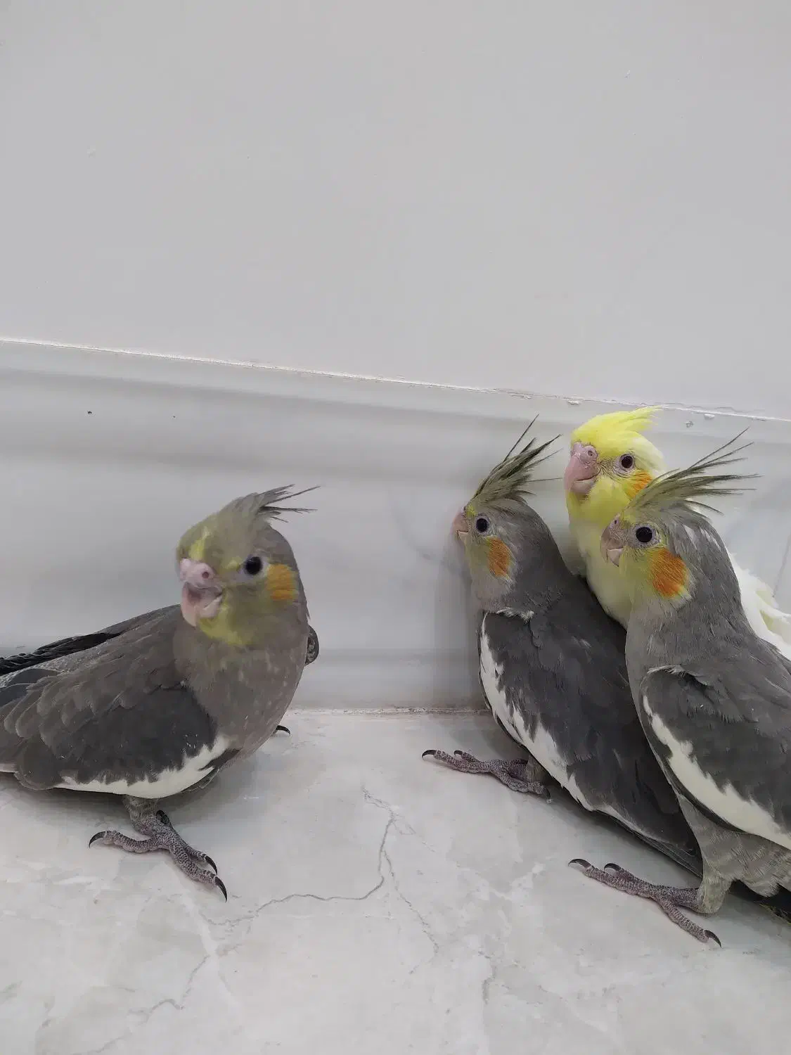 فروش جوجه عروس هلندی|پرنده|سیرجان, |دیوار