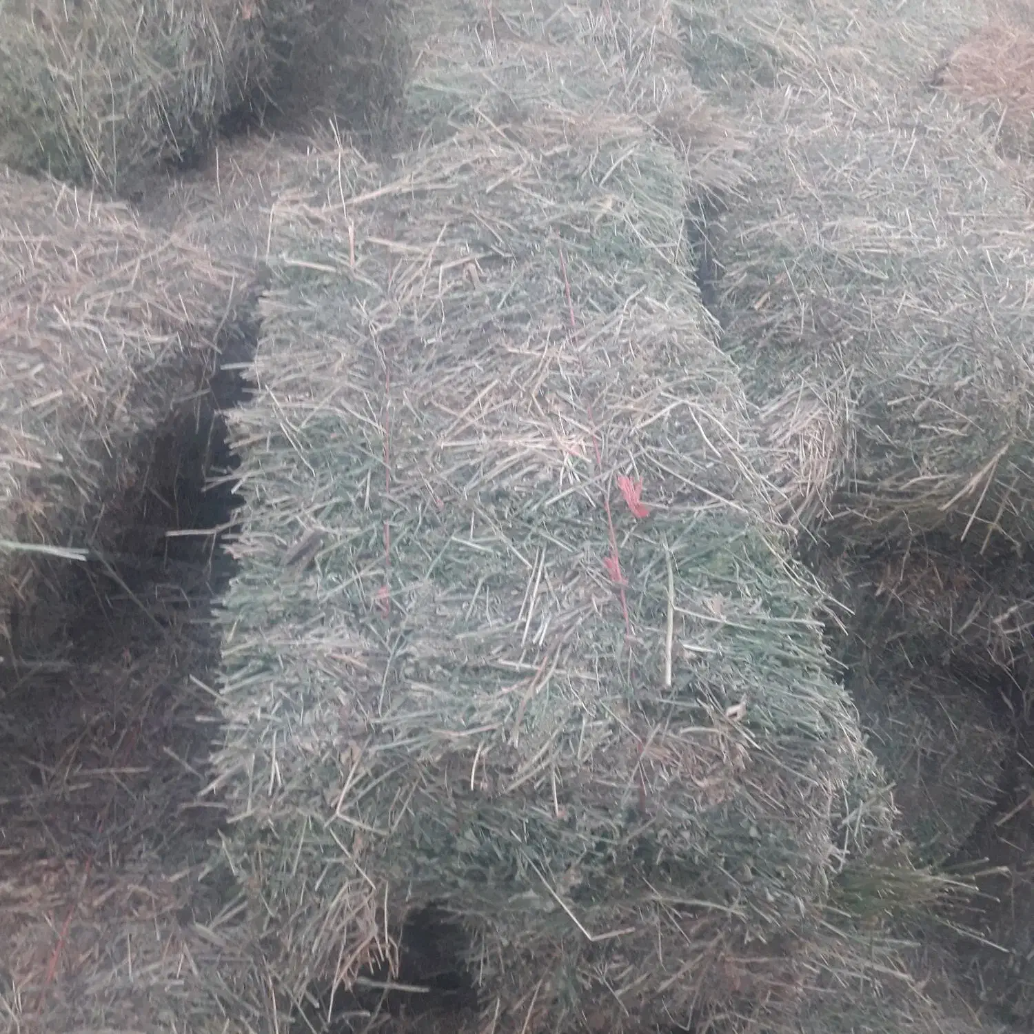 علوفه (یونجه )|عمده‌فروشی|سراب, |دیوار