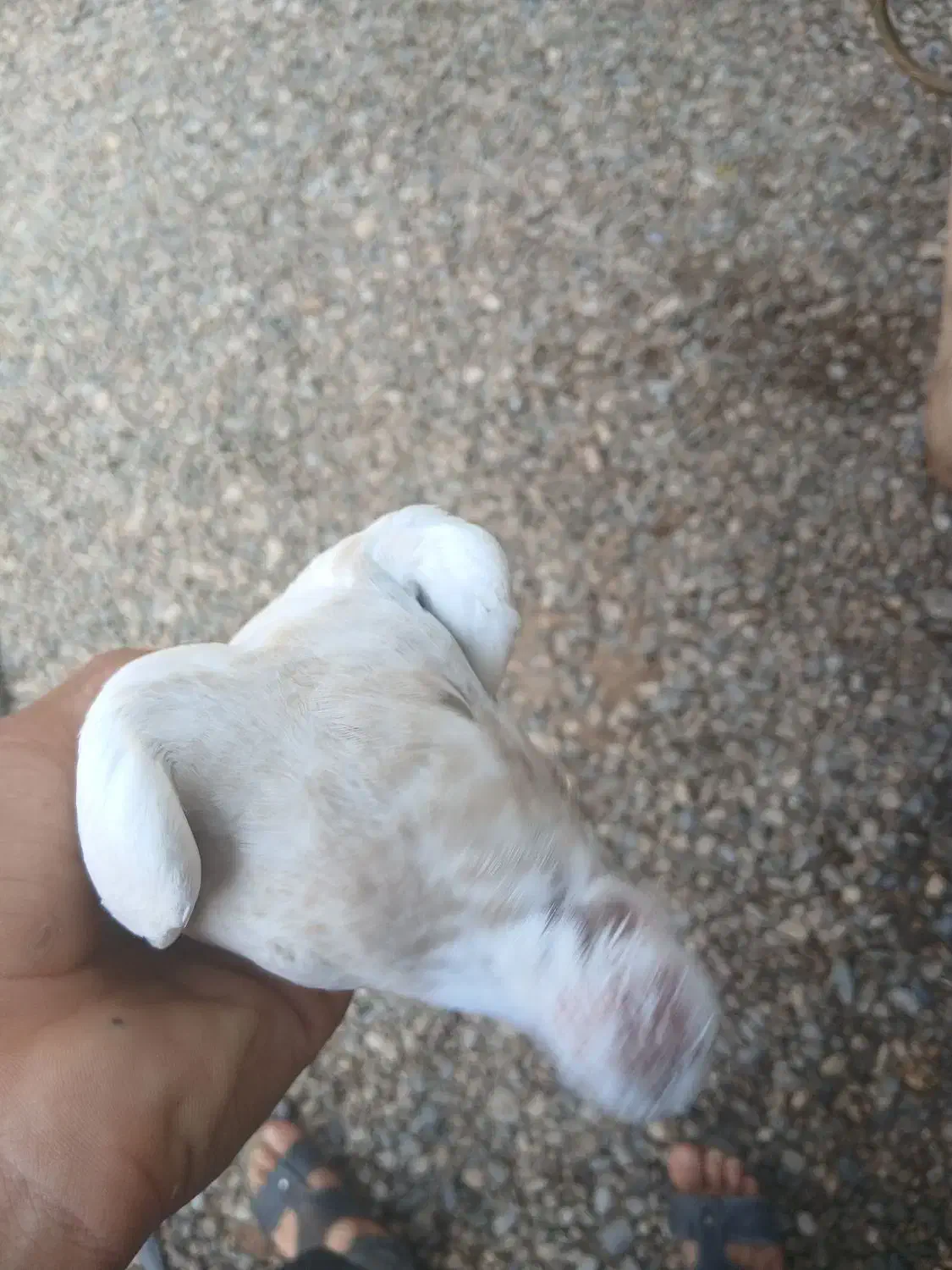 جوجه طوقی چاپ هفت رنگ|پرنده|شوش, |دیوار