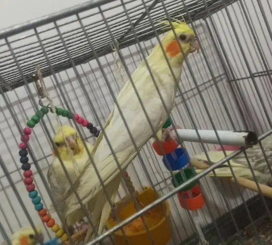 آماده سخنگو|پرنده|برخوار, |دیوار