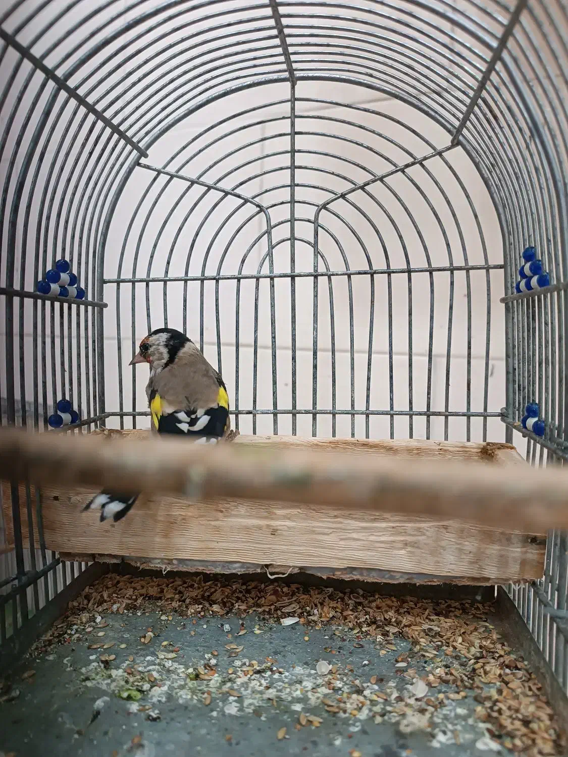 سهره|پرنده|سی‌سخت, |دیوار