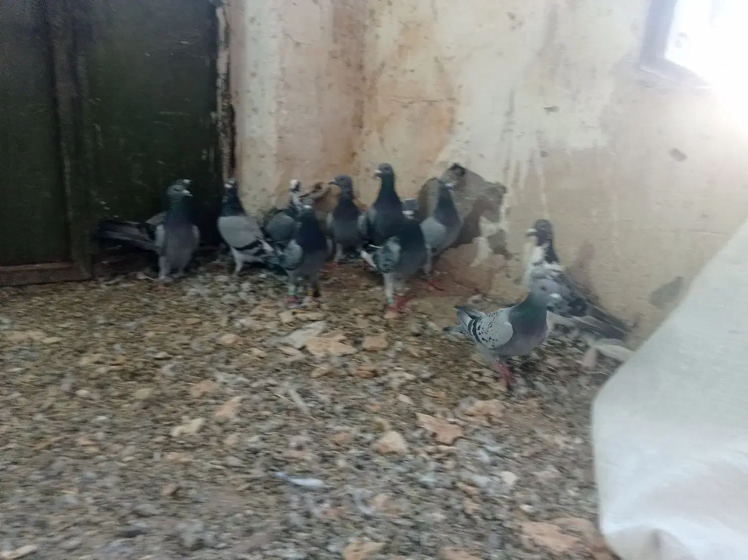 پلاکی|پرنده|دره شهر, |دیوار