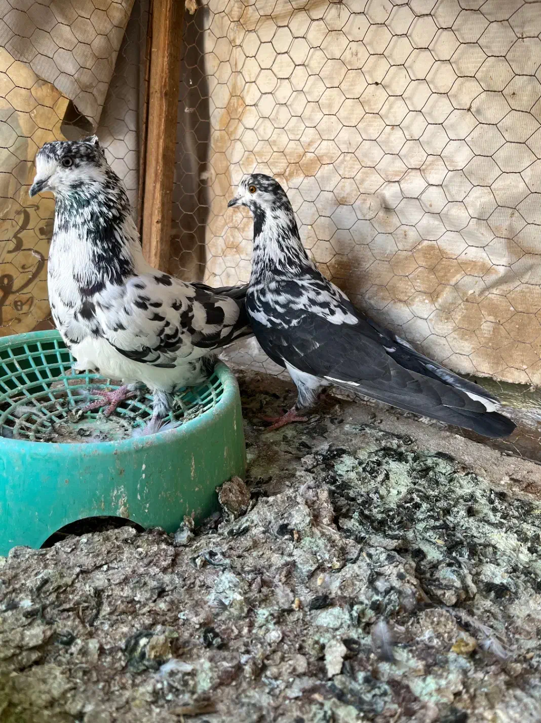 پرشی|پرنده|حمیدیا, |دیوار