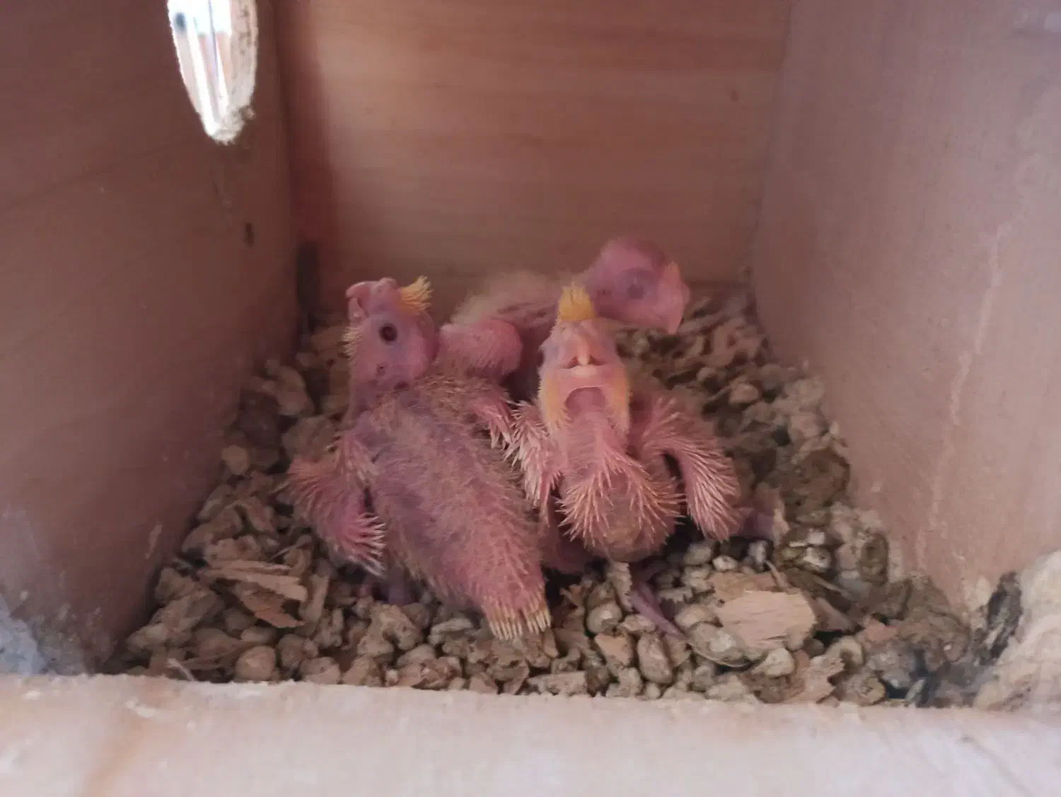 جوجه عروس هلندی|پرنده|بندرعباس, |دیوار