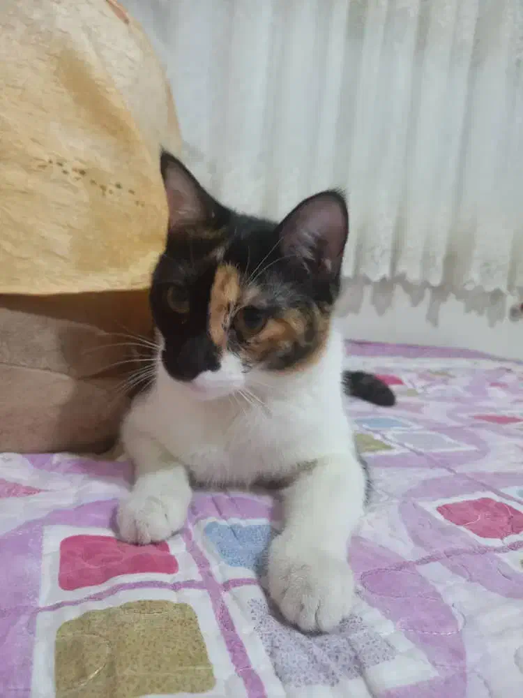 گربه گمشده|حیوانات|کرج, خرمدشت|دیوار