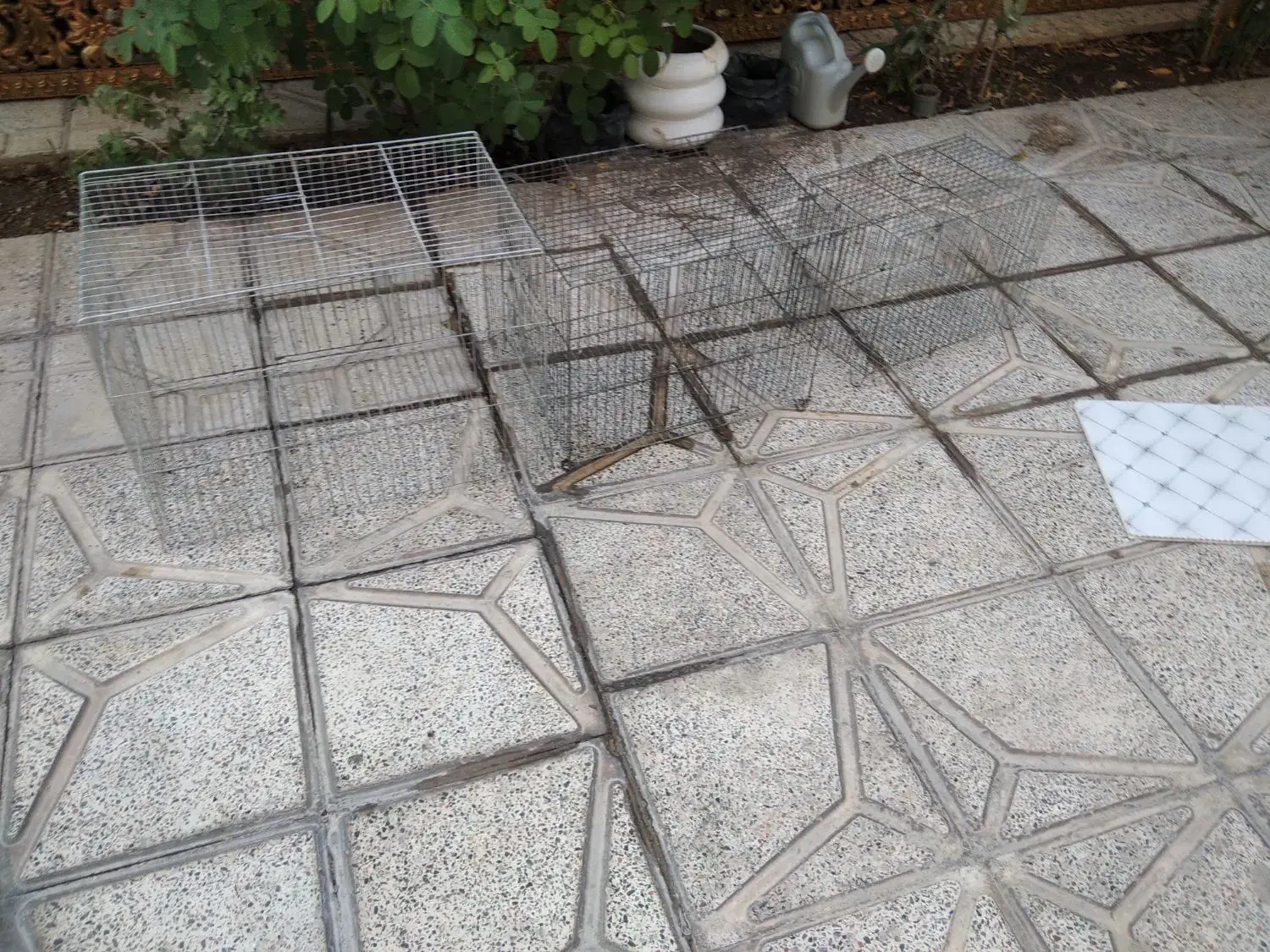 قفس پرنده|لوازم جانبی حیوانات|رومشکان, |دیوار