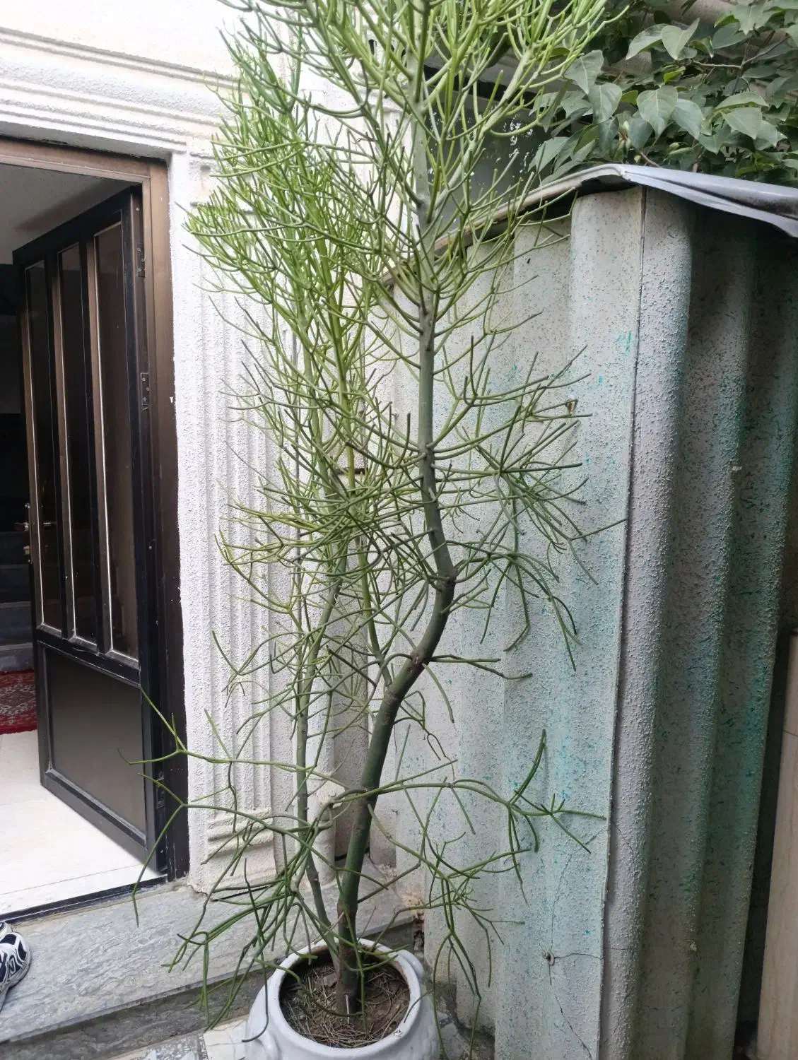 گل شاخ گوزنی تزیینی|گل و گیاه طبیعی|قائم‌شهر, |دیوار