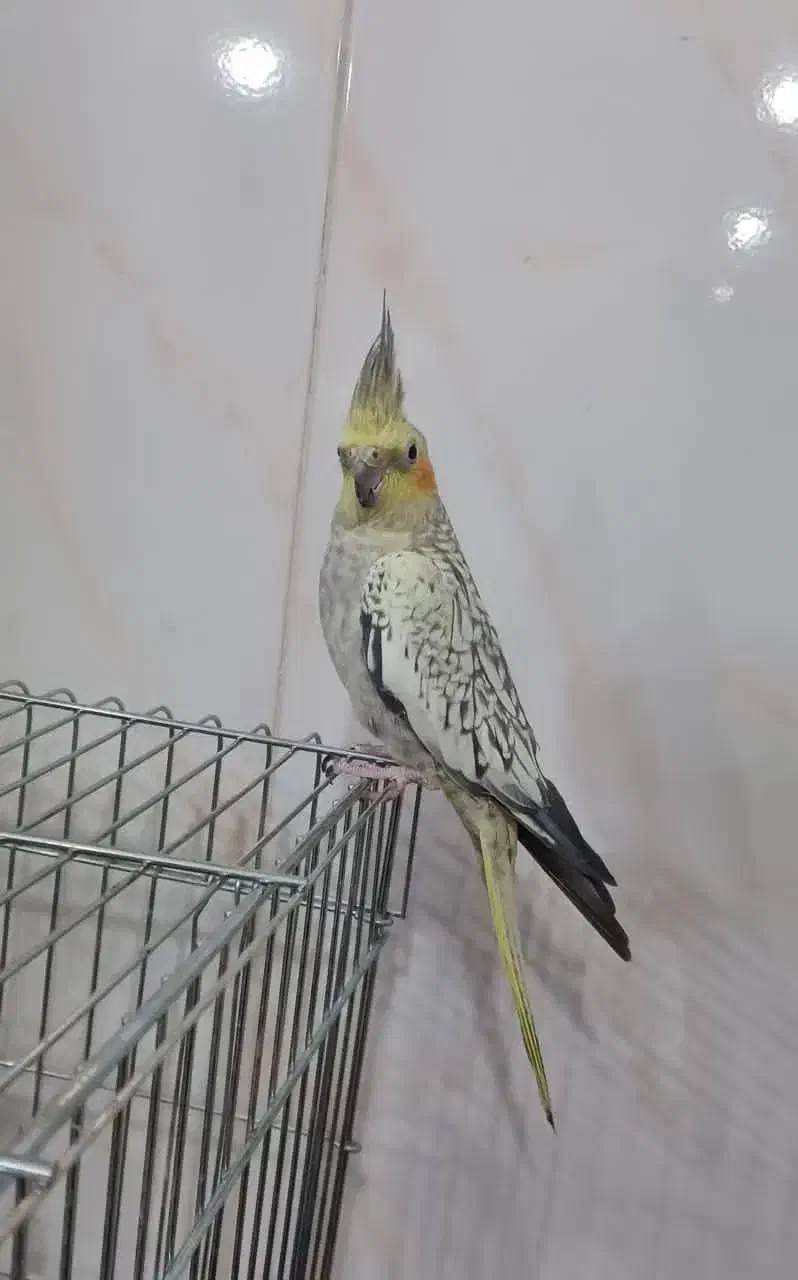 عروس هلندی|پرنده|اصفهان, عطار نیشابوری|دیوار