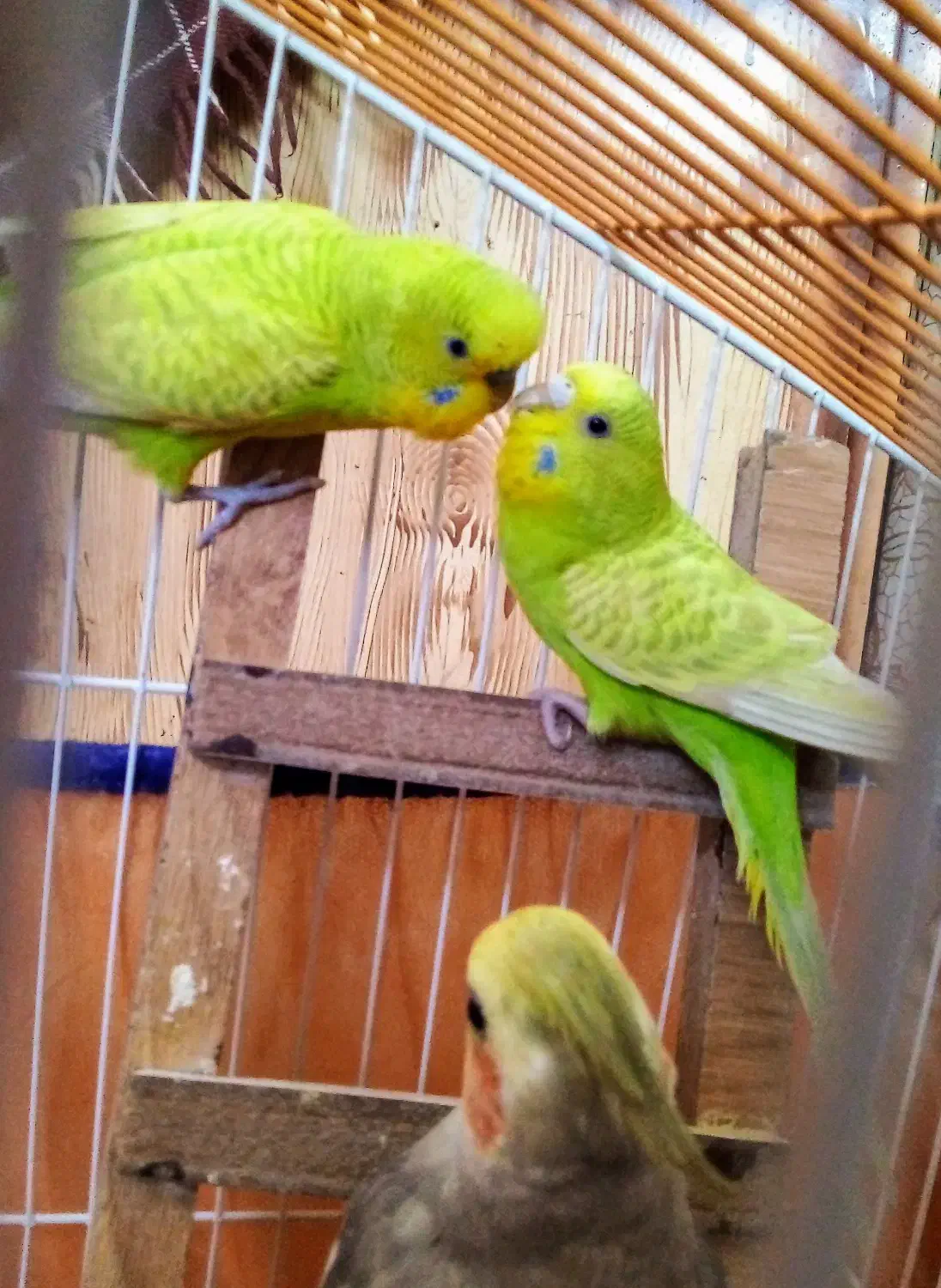 مرغ عشق|پرنده|مرودشت, مسجد رسول‎|دیوار