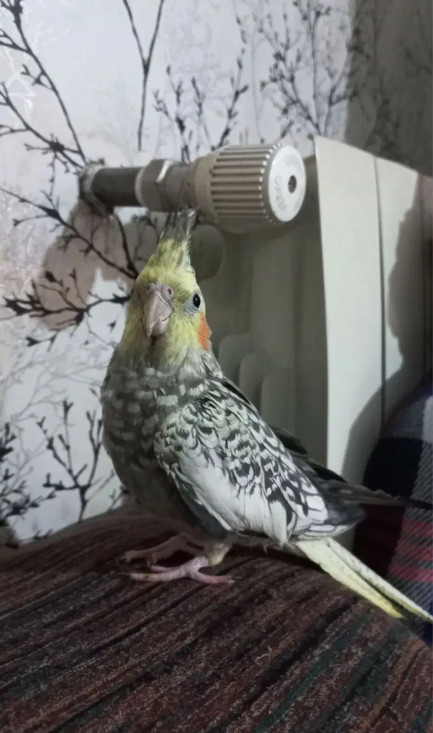 عروس هلندی ماده|پرنده|شاهین‌شهر, فردوسی|دیوار