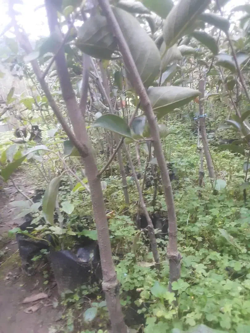 نهال خرمالو و ازگیل|گل و گیاه طبیعی|لاهیجان, لیل|دیوار