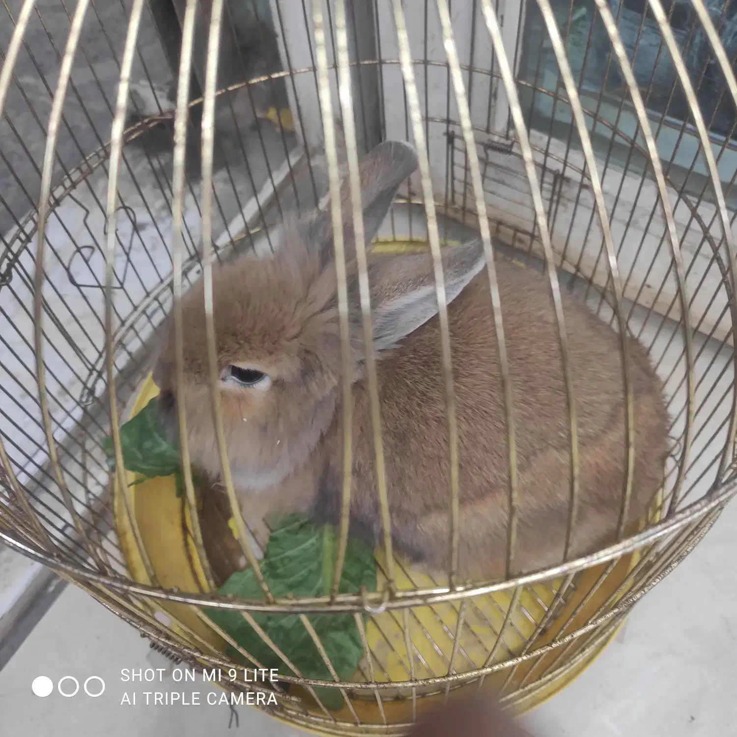 خرگوش لپ|موش و خرگوش|نسیمشهر, |دیوار