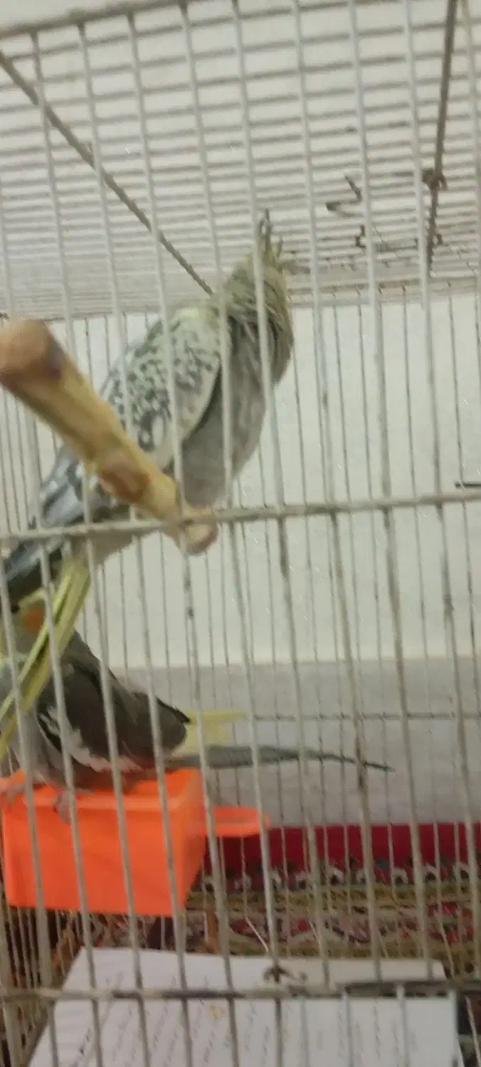 جوجه عروس هلندی مرواریدی ودسعی نیست|پرنده|شاندیز, |دیوار