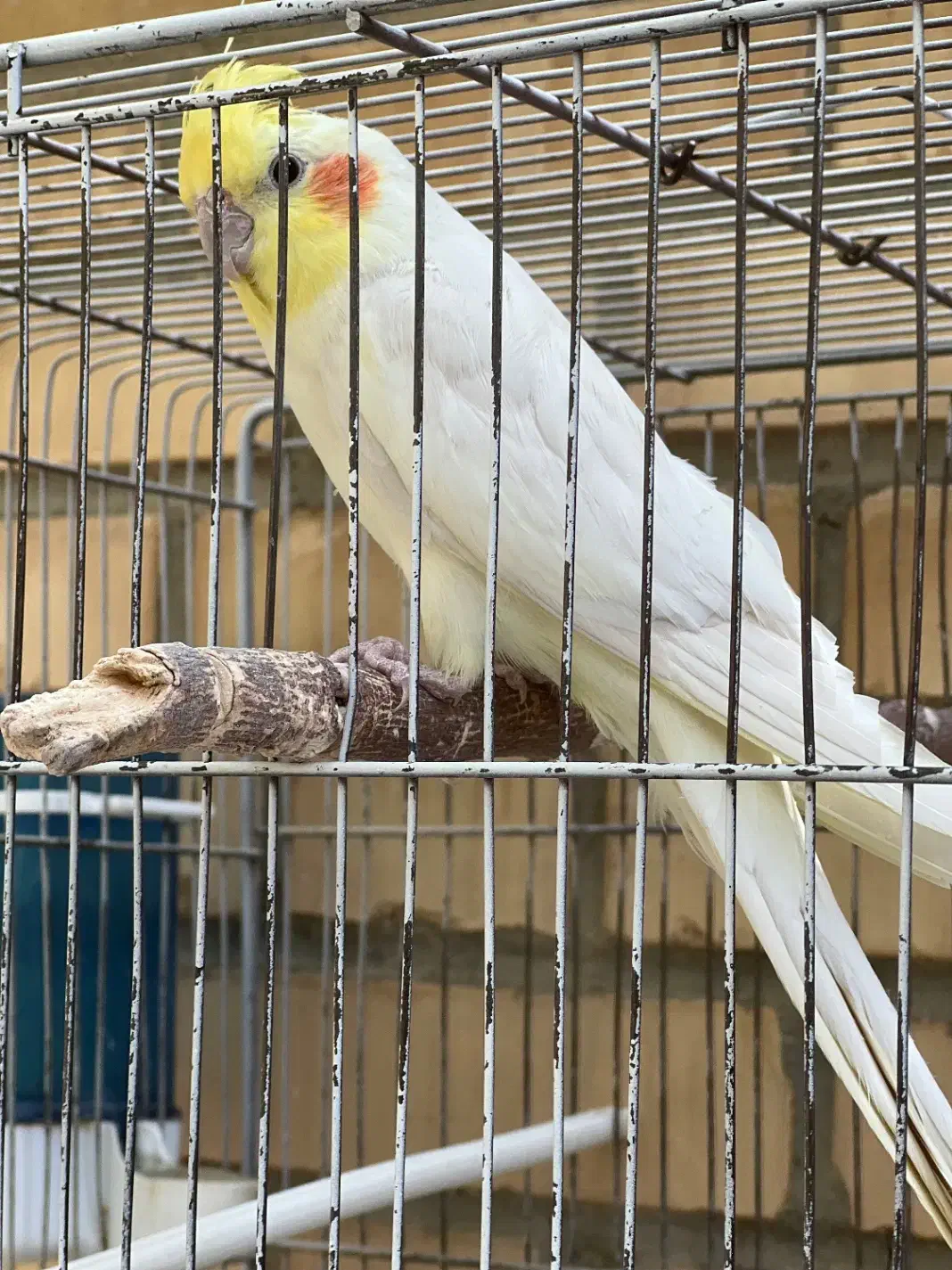 عروس هلندی ماده|پرنده|گلپایگان, |دیوار