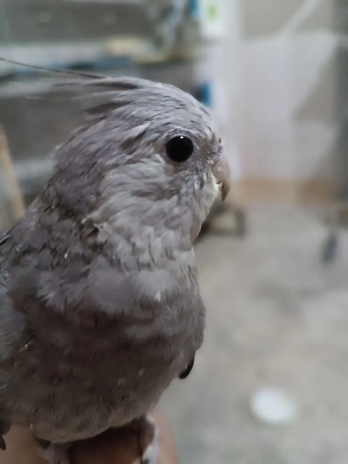 عروس هلندی کاملا رام ودستی|پرنده|آبیک, |دیوار