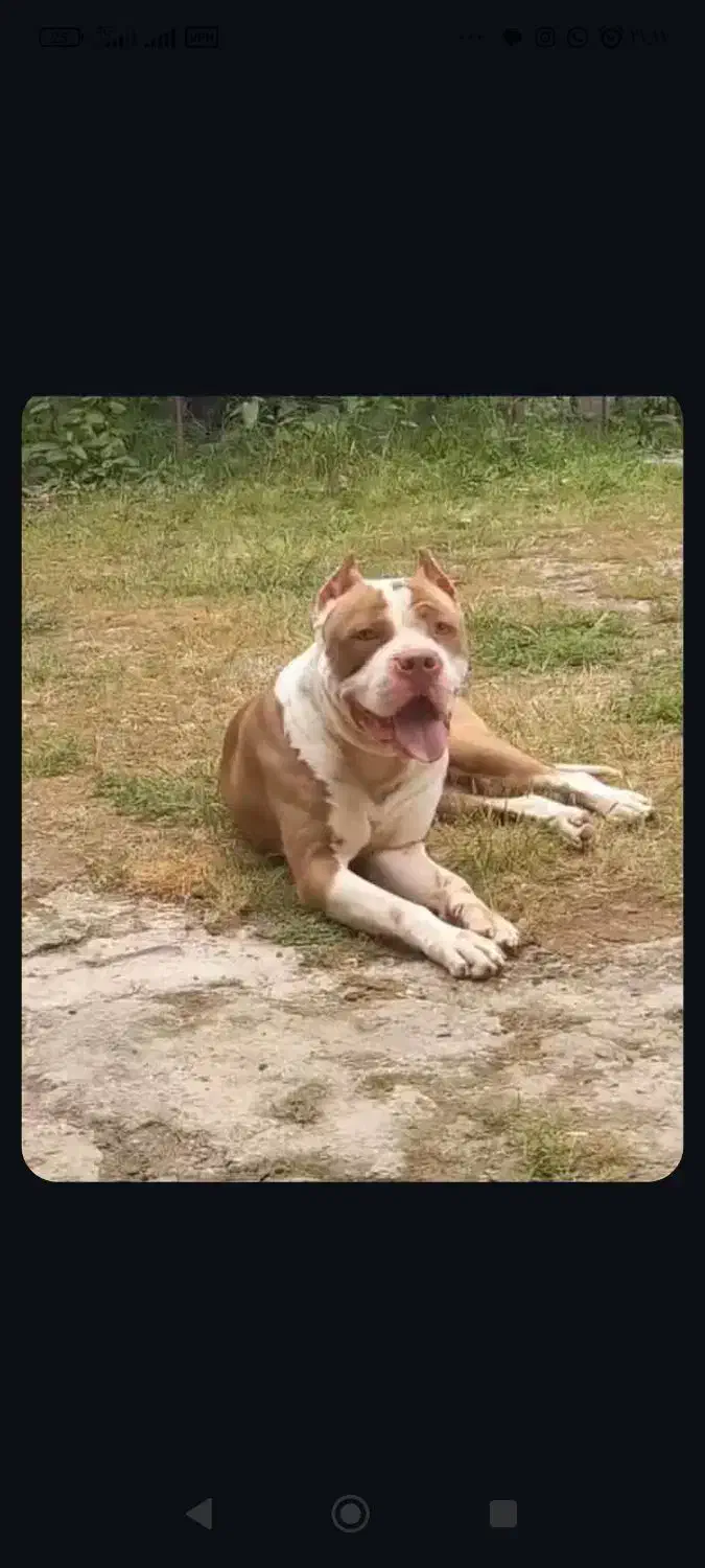 واگذاری پیتبول نراصیل|سگ|بابل, |دیوار