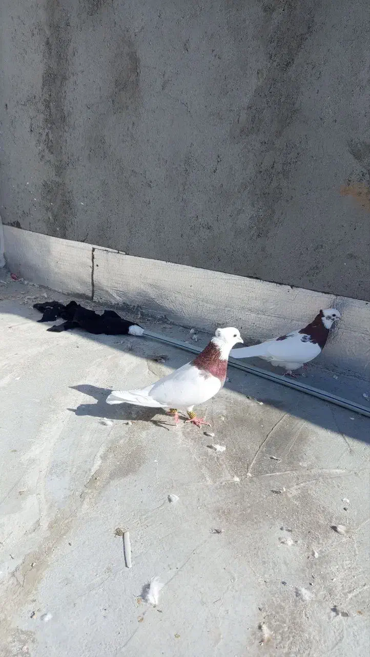 طوقی|پرنده|سبزوار, رباط|دیوار