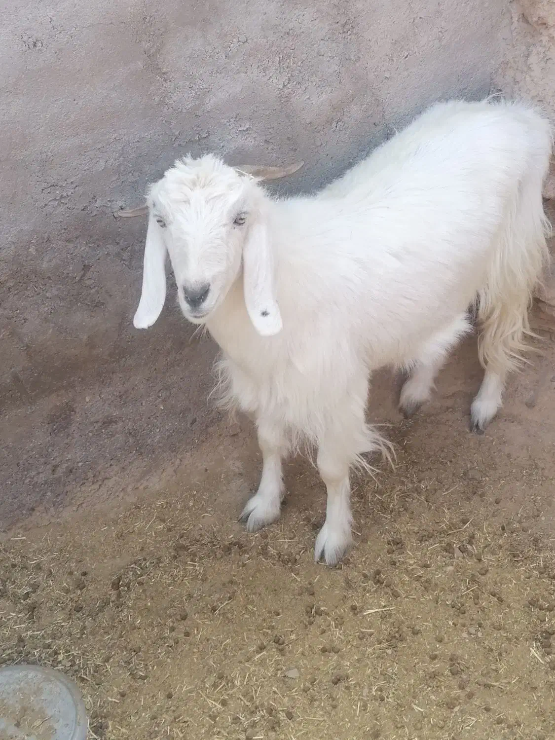 یه بز جملی زا چاق برای سر بریدن خوبه|حیوانات مزرعه|درمیان, |دیوار