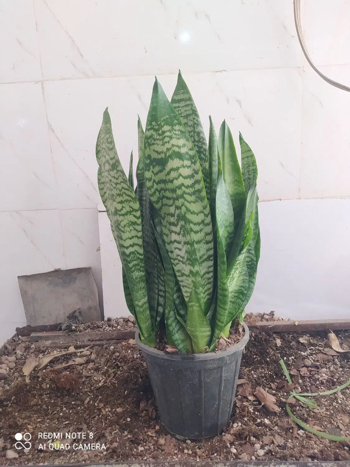 گل و گیاه سانسوریا ابلق|گل و گیاه طبیعی|اهواز, سیصد دستگاه|دیوار