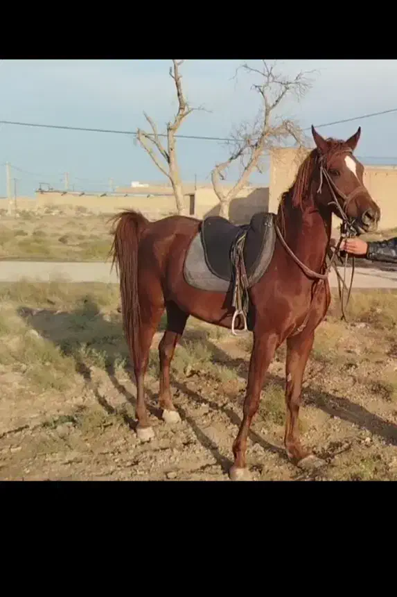 مادیان|اسب و تجهیزات اسب‌سواری|تهران, مخصوص|دیوار