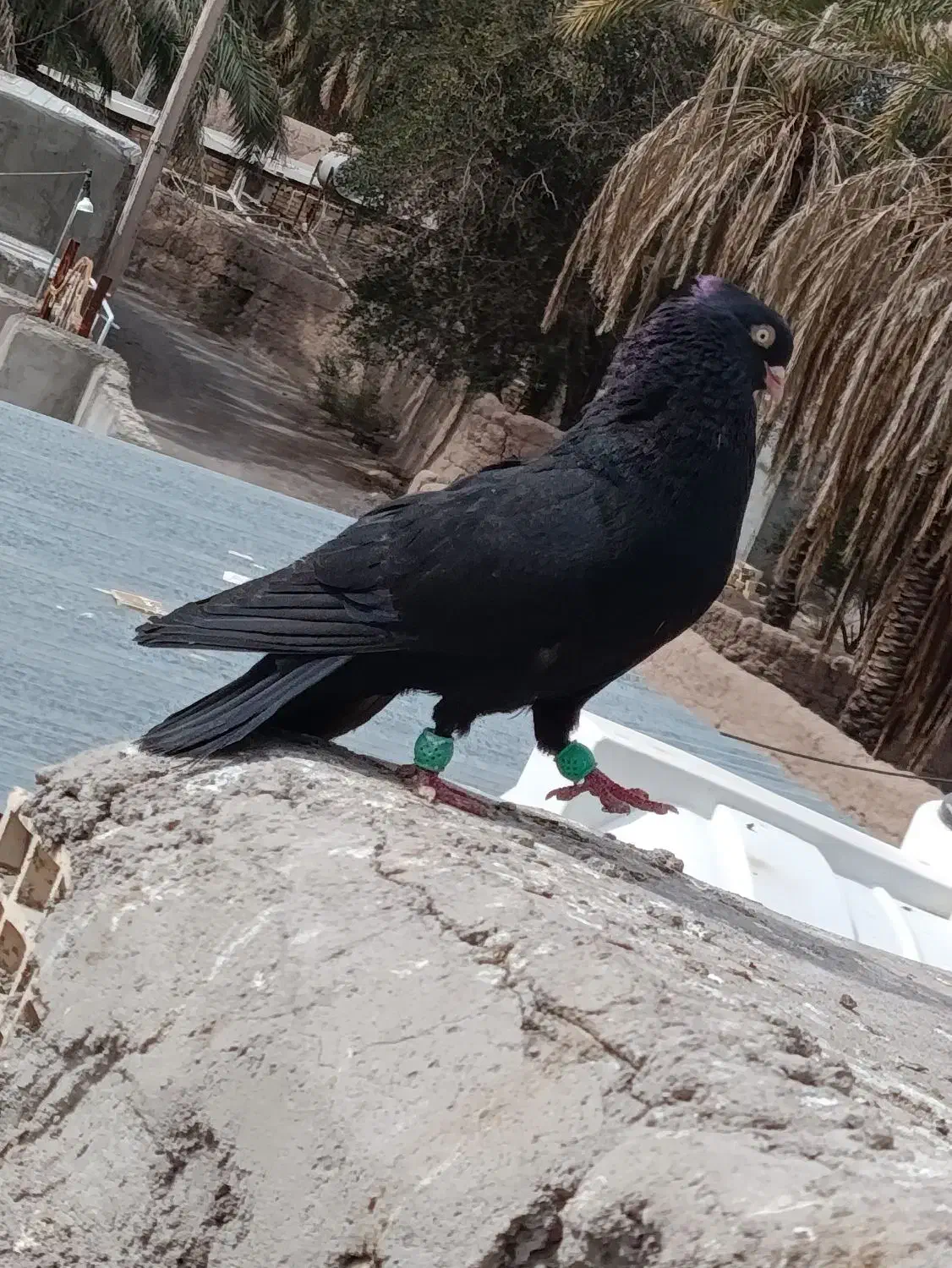 کفتر زاغ|پرنده|بم, |دیوار