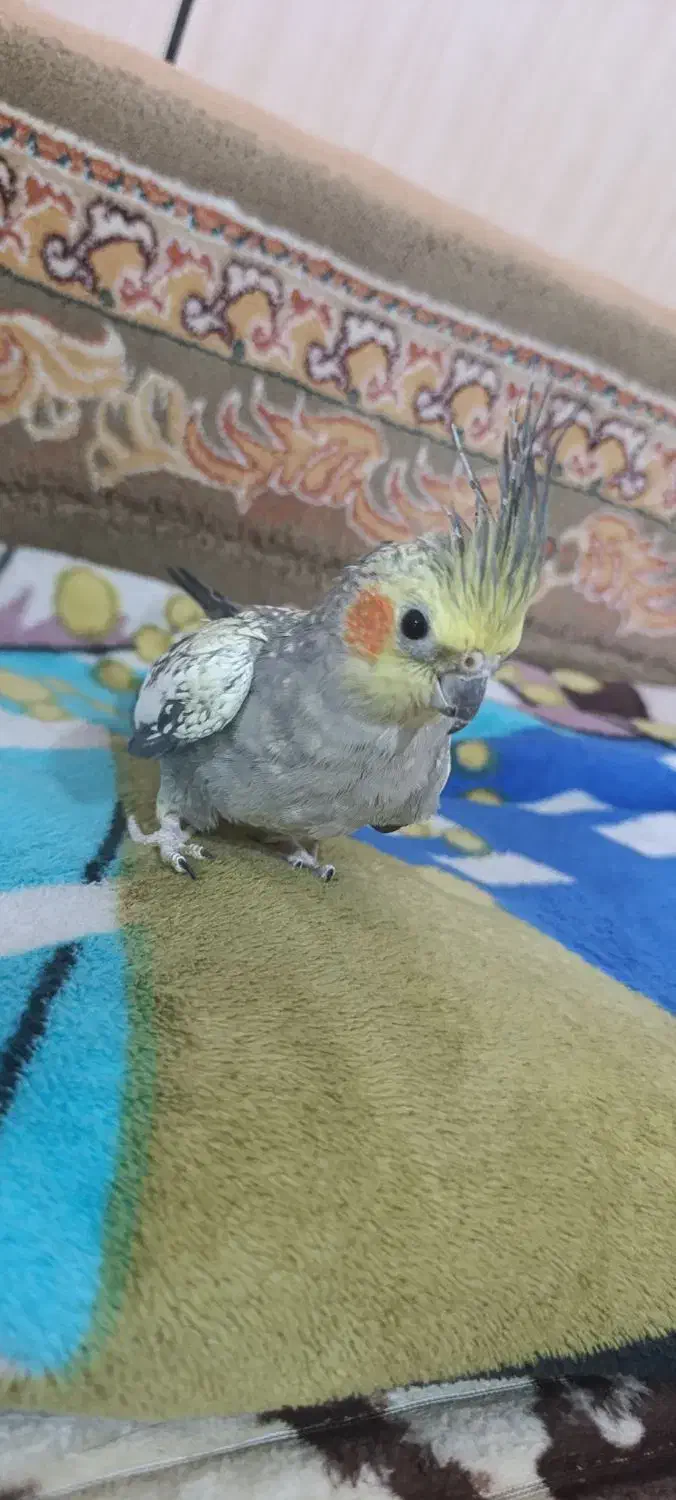 عروس هلندی|پرنده|دوگنبدان, |دیوار