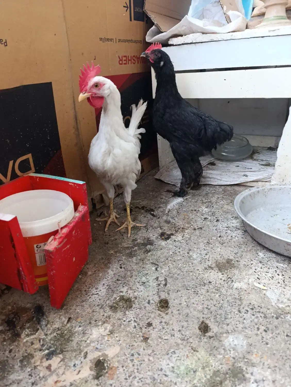 خروس|حیوانات مزرعه|مشهد, زمرد|دیوار