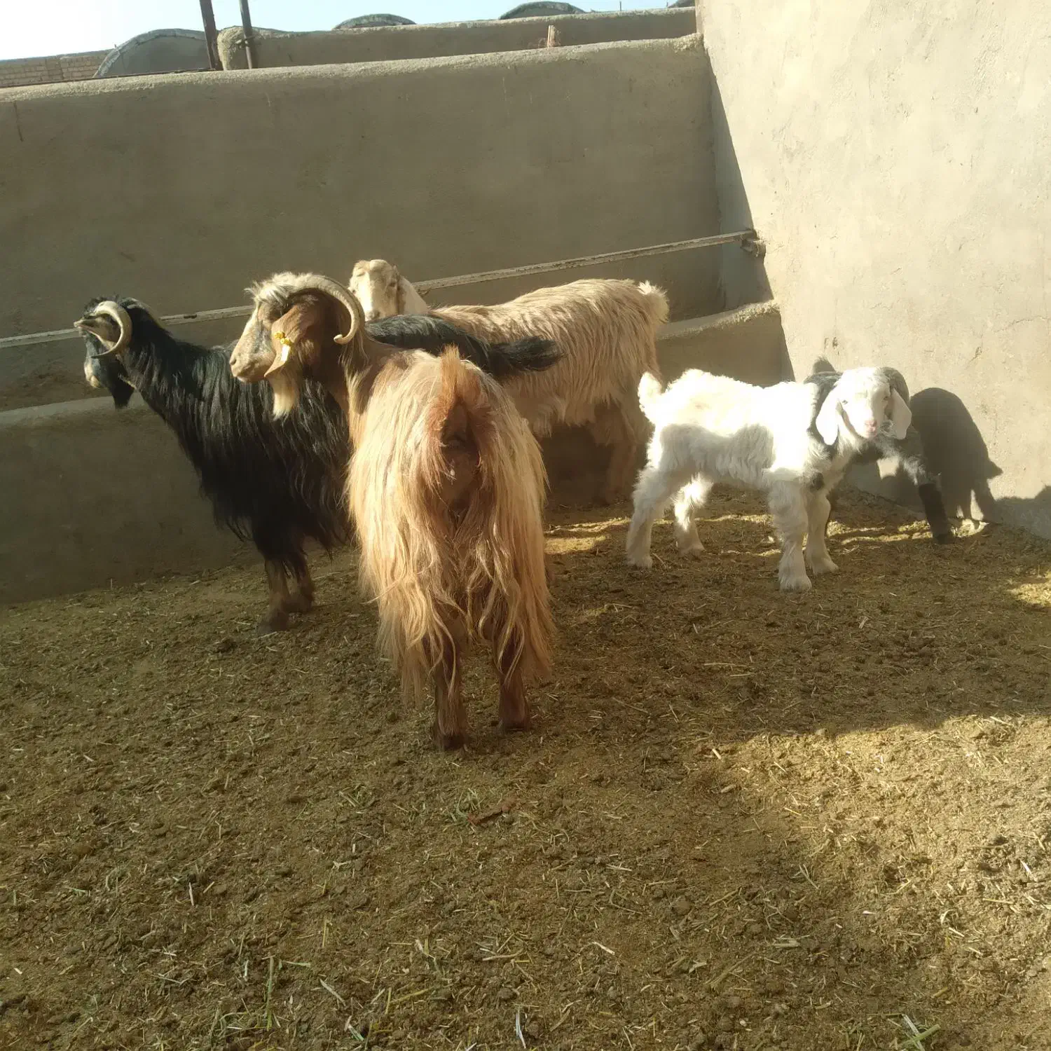 ۳راس بزغاله دار|حیوانات مزرعه|سلفچگان, |دیوار