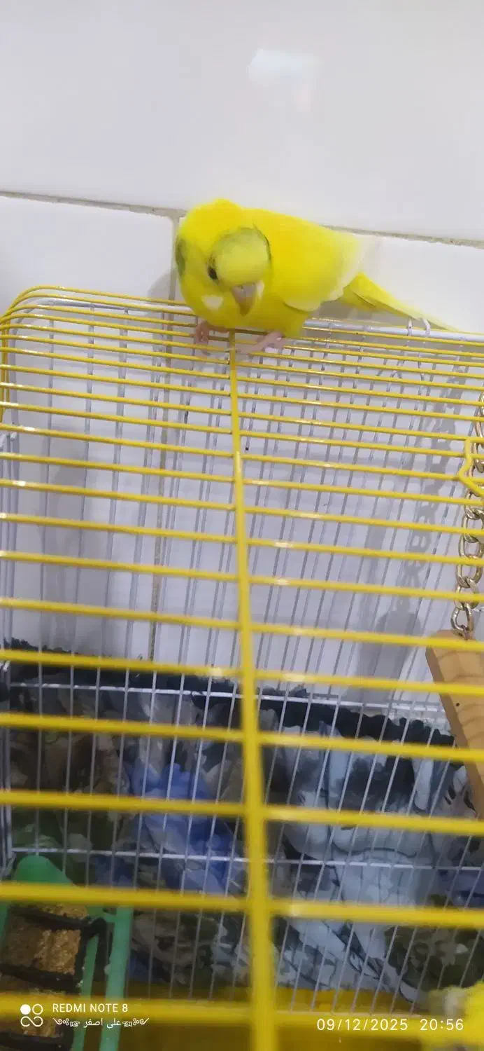 مرغ عشق ماده|پرنده|مهدی شهر, |دیوار