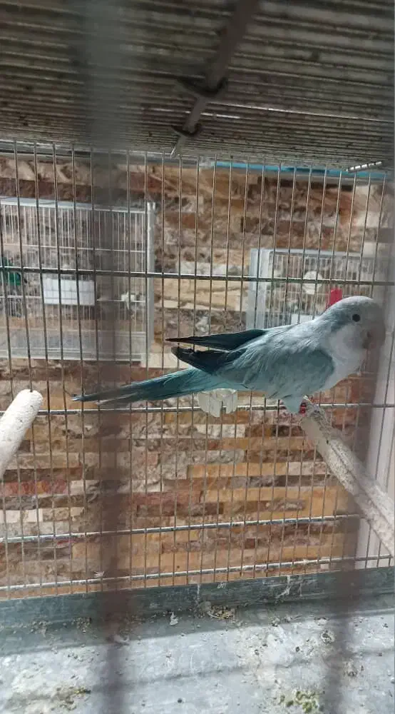 یک عدد راهب ماده درجه ۱|پرنده|تهران, مخصوص|دیوار