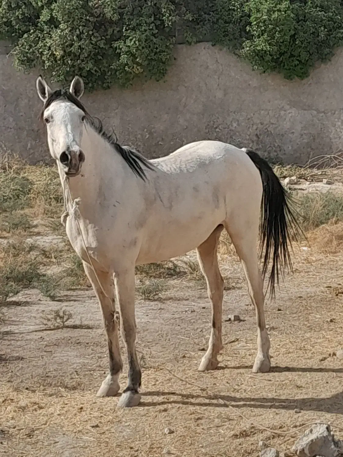 اسب عرب|اسب و تجهیزات اسبسواری|کازرون, |دیوار