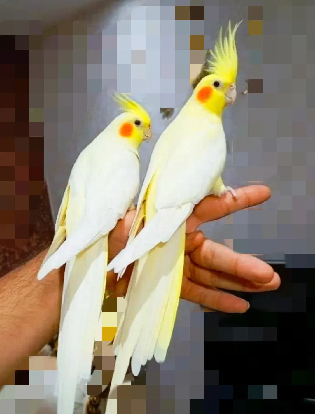 جوجه عروس دستی|پرنده|مشهد, امیرآباد|دیوار