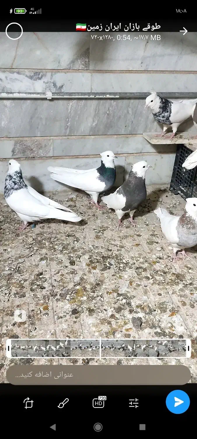 طوقی پرنده|پرنده|سامان, |دیوار