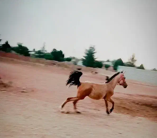 کره اسب نریان دره شوری معاوضه با موتور|اسب و تجهیزات اسب‌سواری|رفسنجان, |دیوار