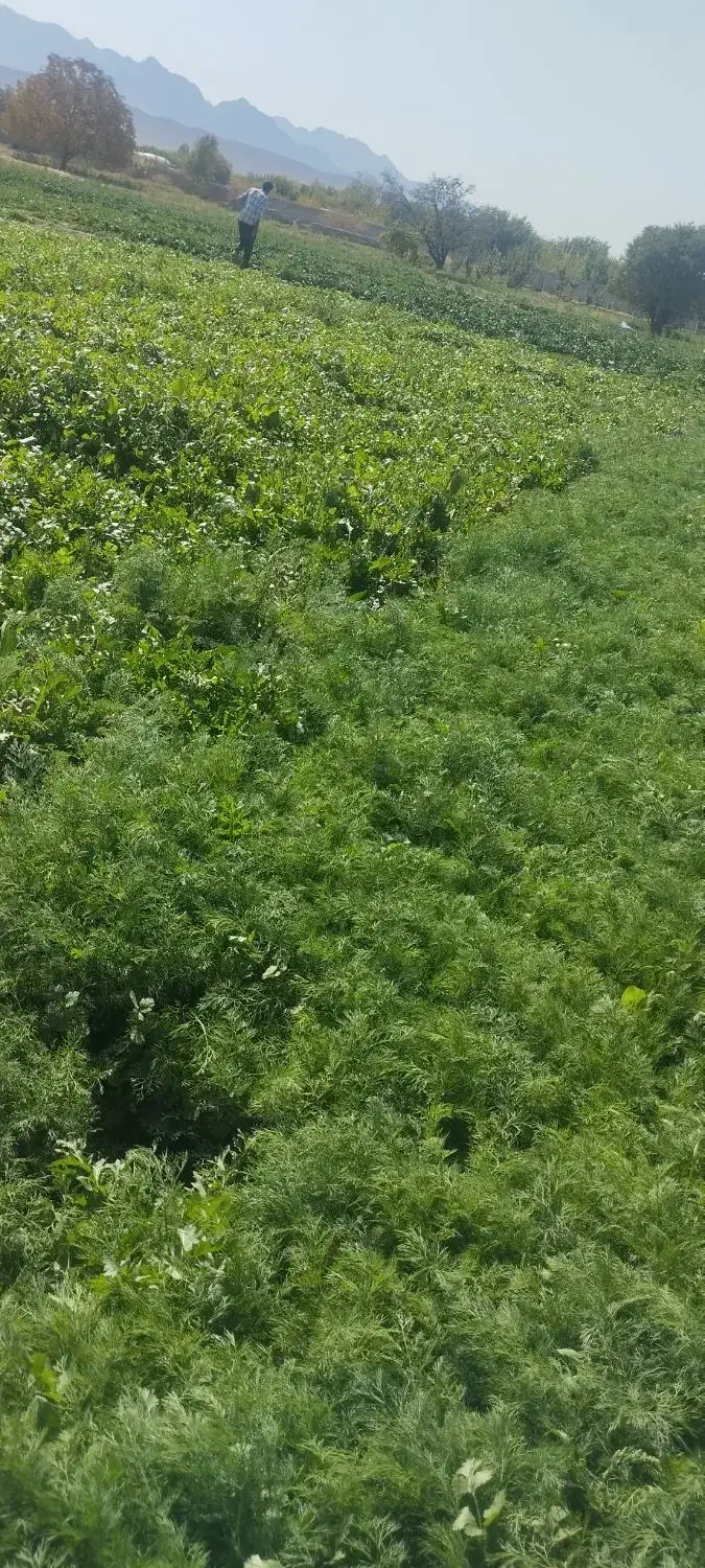 خورشی واسفناج میدان بسیج فقط50تومان جمعه صبح وعصر|خوردنی و آشامیدنی|بم, |دیوار