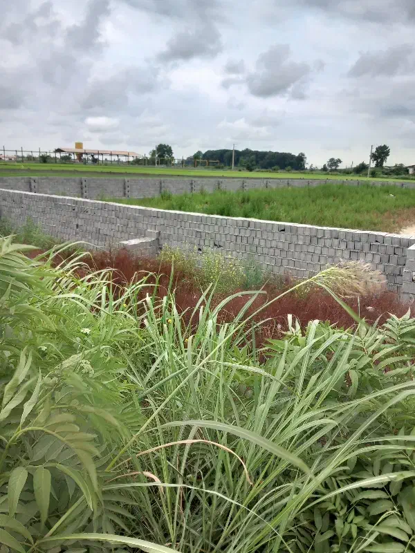 205زمین شهرکی/سند عرصه و عیان/اقساطی سر اسفالت|فروش زمین و ملک کلنگی|دابودشت, |دیوار