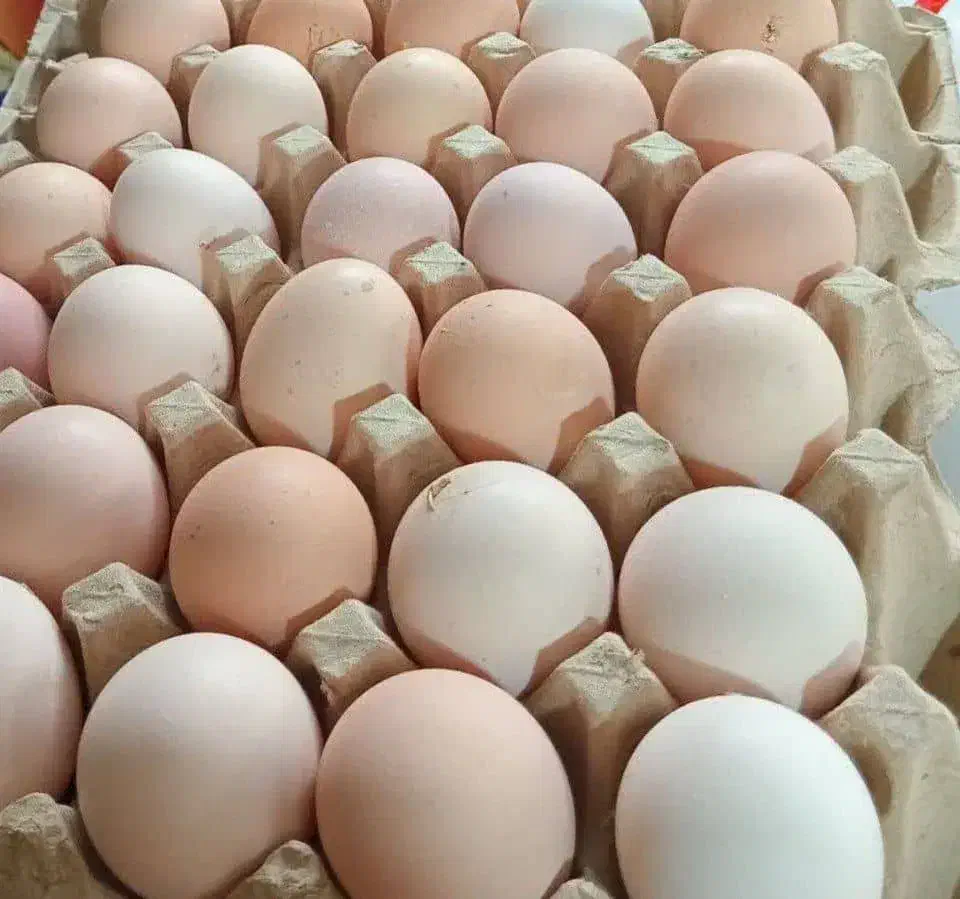 تخم مرغ محلی|خوردنی و آشامیدنی|اهواز, شریعتی جنوبی|دیوار