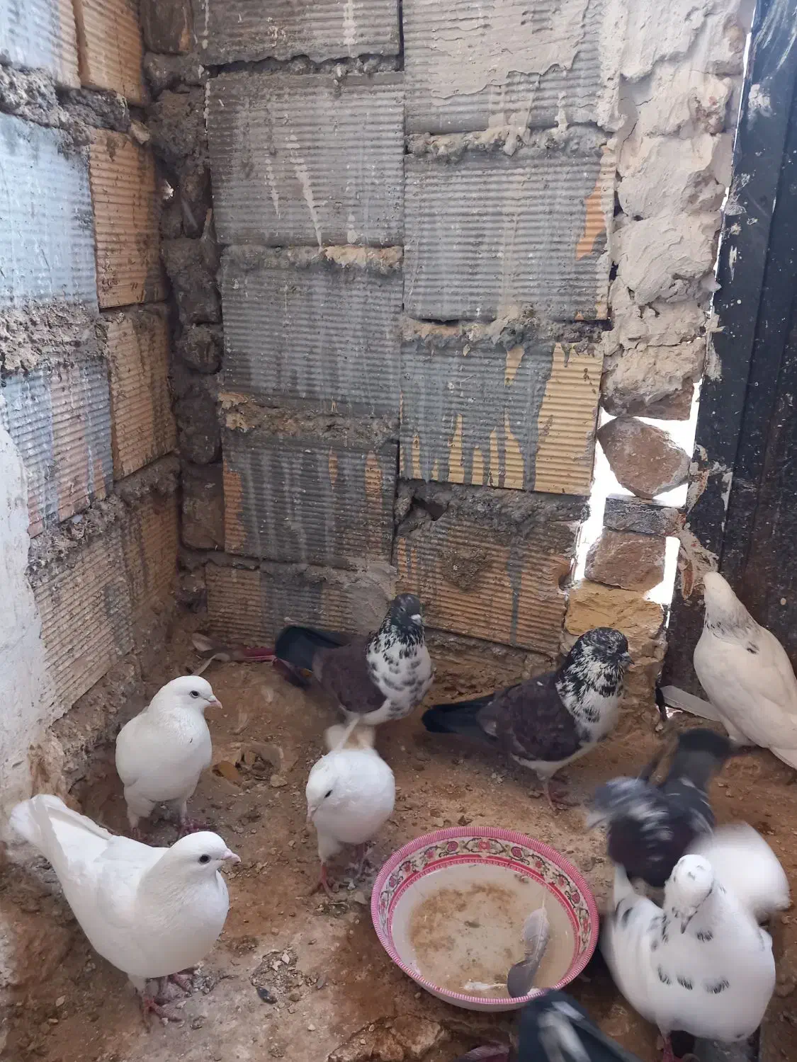 کبوتر فروشی|پرنده|شاهرود, |دیوار