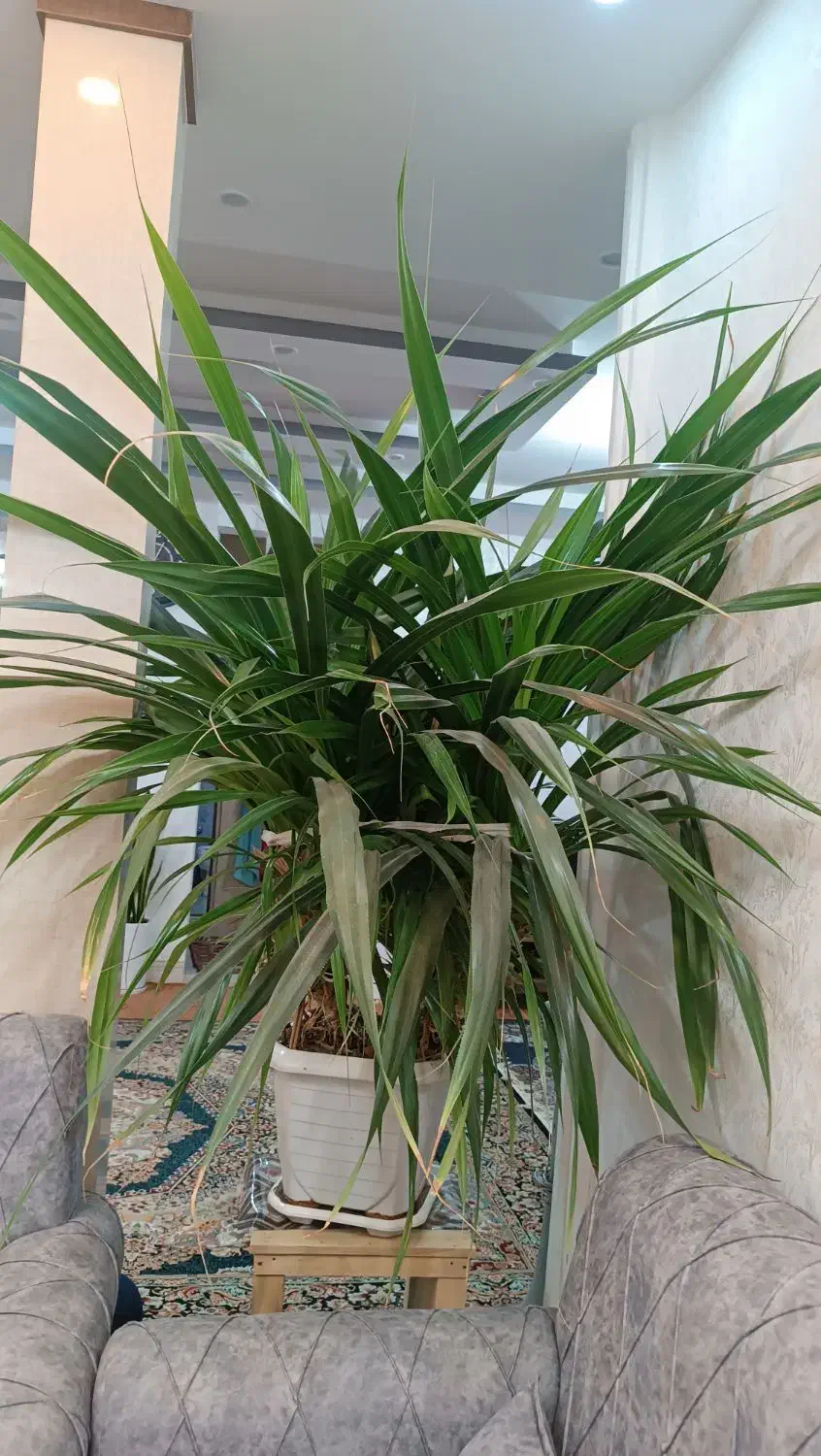 گل پاندانوس|گل و گیاه طبیعی|خمینیشهر, |دیوار