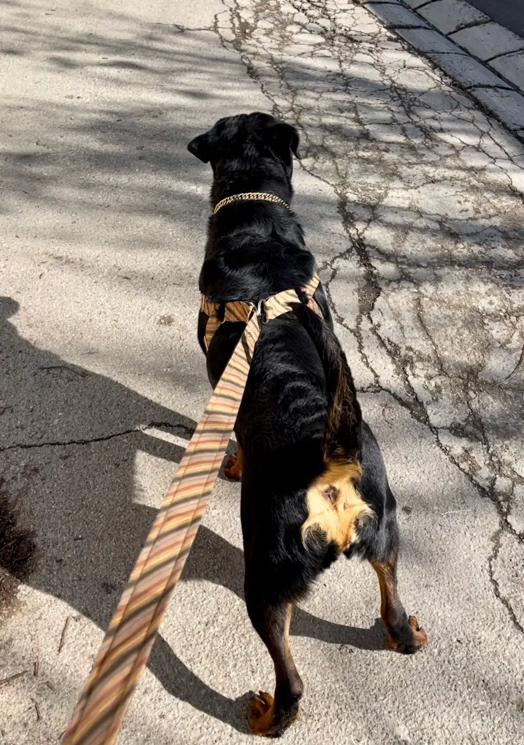 روتوایلر اروپایی|سگ|کوهسار (البرز), |دیوار