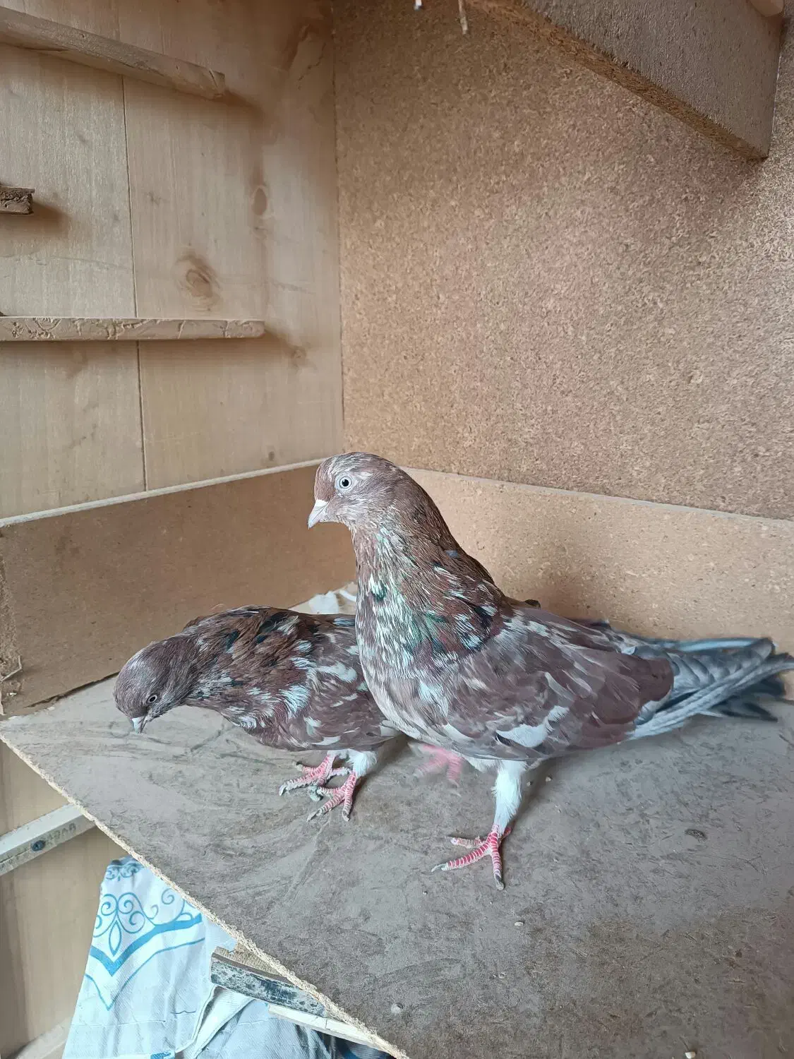 سلام پنج کبوتر خوب|پرنده|زابل, |دیوار